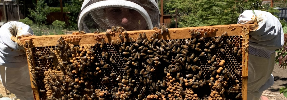 Wood Hamlet Honey Bees