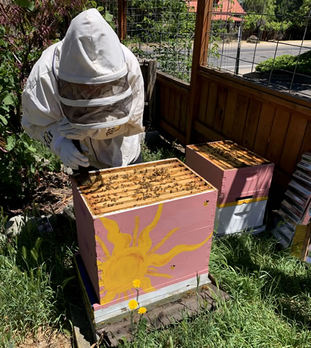 Natural Bee Keeping Wood Hamlet Ashland